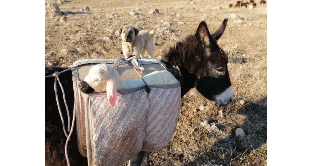 2021'in İlk kuzusu...