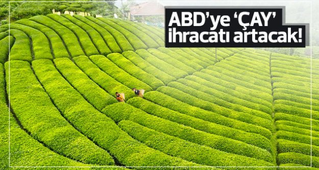 ABD'ye çay ihracatı artacak...
