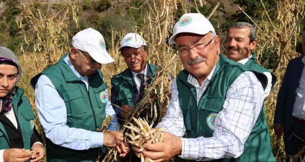 AKKUŞ ŞEKER FASULYESİNDE HASAT BAŞLADI