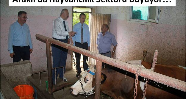 Araklı'da Hayvancılık Sektörü Büyüyor