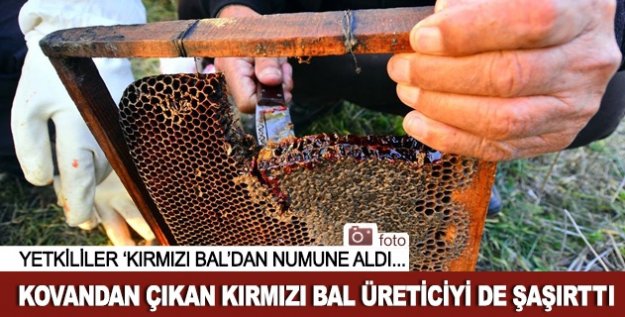 Arılardan 'Kırmızı bal'