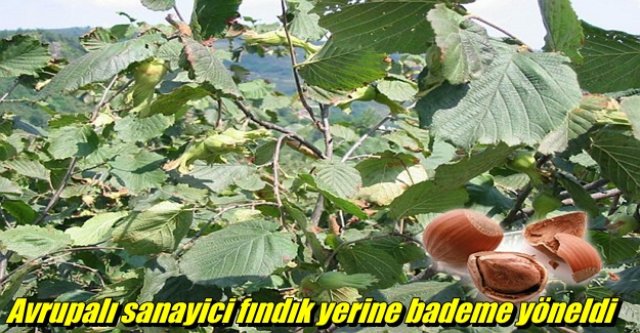 Avrupalı sanayici fındık yerine bademe yöneldi