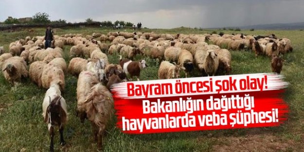 Bayram öncesi şok olay! Bakanlığın dağıttığı hayvanlarda veba şüphesi!