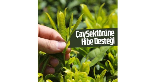 Çay sektörüne hibe desteği