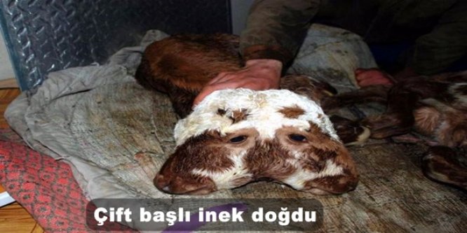 Çift başlı doğdu!