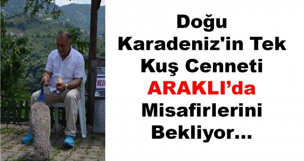 Doğu Karadeniz'in Tek Kuş Cenneti Araklı'da Misafirlerini Bekliyor…