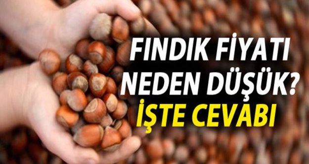 Fındık fiyatları neden düştü