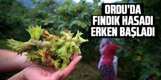 Fındık hasadı erken başladı