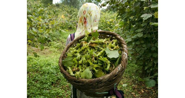 FINDIK İHRACATINDA TARİHİ REKOR