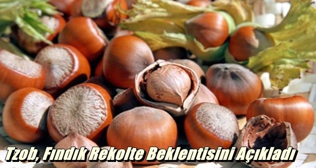 Fındık Rekolte Beklentisini Açıkladı