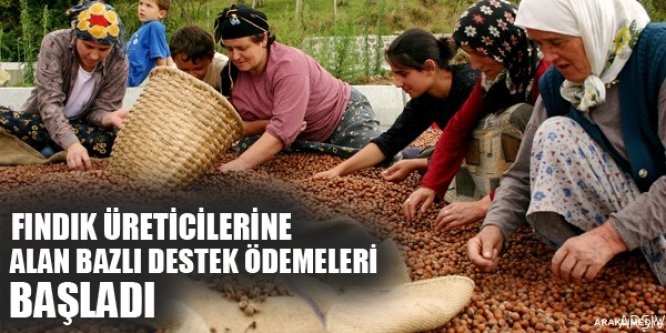 Fındık üreticisine destek ödemesi başladı