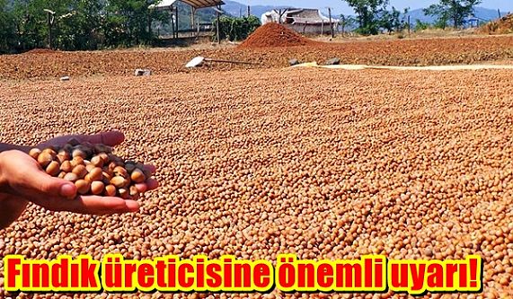 Fındık üreticisine önemli uyarı! Kaynak: Fındık üreticisine önemli uyarı!