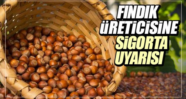Fındık üreticisine sigorta çağrısı!