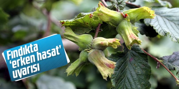 Fındıkta 'erken hasat' uyarısı