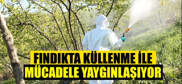 Fındıkta Küllenme İle Mücadele Yaygınlaşıyor