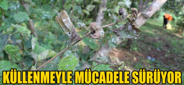 Fındıkta Küllenme Mücadelesi Sürüyor...