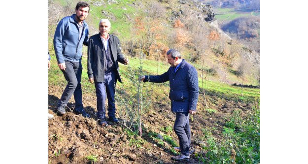 İsa Demirci: Zeytin ve Antep fıstığı yetiştiriciliği yaygınlaşıyor