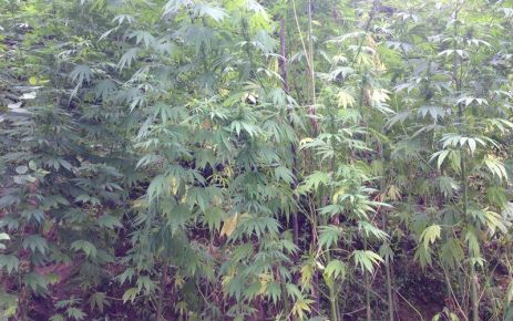 Jandarma kaymaklı'da operasyon yaptı