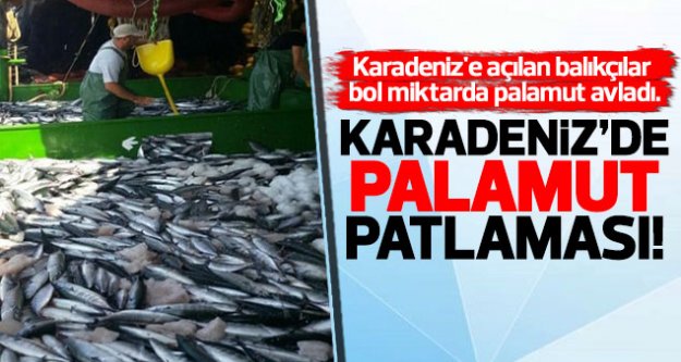 Karadeniz'de palamut bolluğu