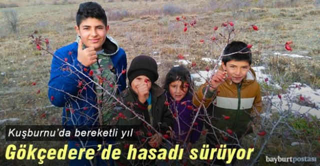 Kuşburnu hasadı sürüyor