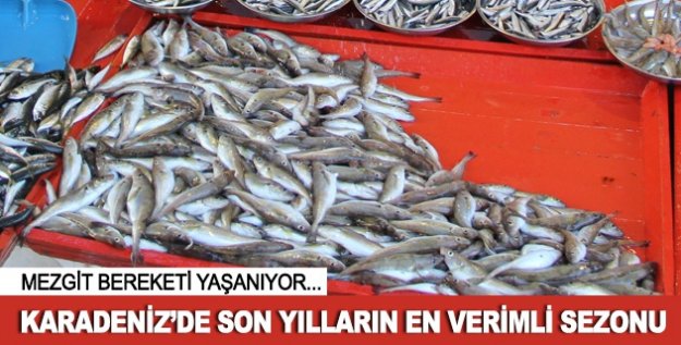 Mezgitte son yılların en verimli sezonu