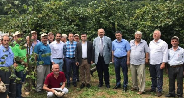 Model Bahçede Fındık Üretiminde Artış Gözlendi