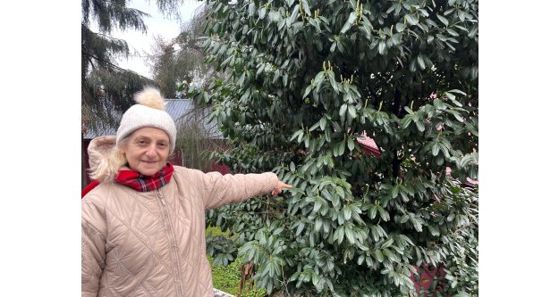 Şap Hastalığına Karayemişli Çözüm