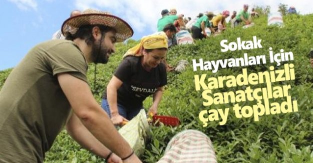 Sokak hayvanları için çay topladılar