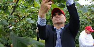 ÖRNEK BAHÇEDE FINDIK HASADI YAPILDI