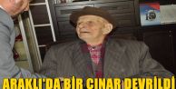 ARAKLI'DA BİR ÇINAR DEVRİLDİ