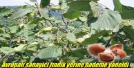 Avrupalı sanayici fındık yerine bademe yöneldi