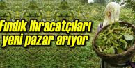 Fındık İhracatçıları Yeni Pazar Arıyor