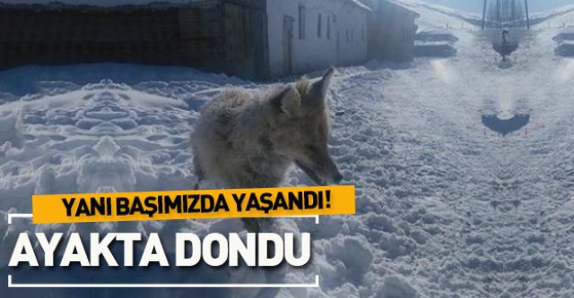 Tilki ayakta dondu...