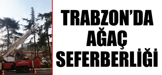 Trabzon Büyükşehir Belediyesi il genelinde ağaç seferberliği başlattı.