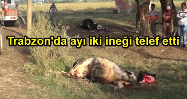 Trabzon'da ayı dehşeti