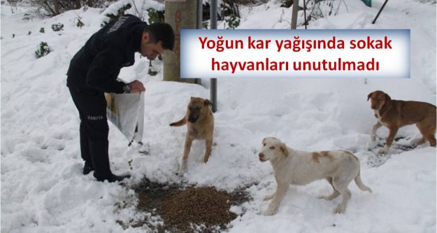 Yoğun kar yağışında sokak hayvanları unutulmadı