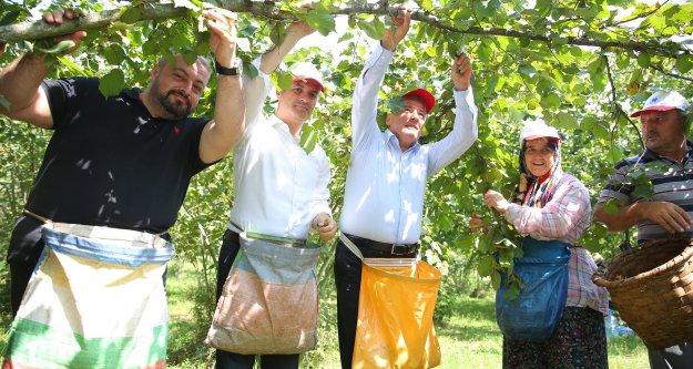 Yomra'da fındık ve ligarba hasadı